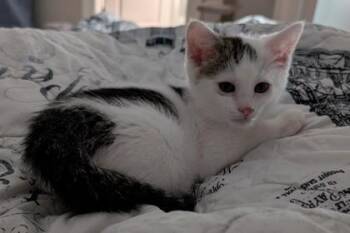 Domestic Short Hair Cats Available for Adoption in Kansas City, Missouri - Rhea Ripley | PetCurious