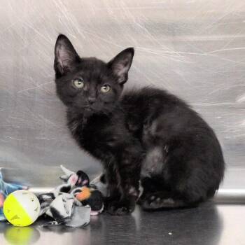 Sierra -  Domestic Short Hair Cat for Adoption in Reno, Nevada - Sierra | PetCurious