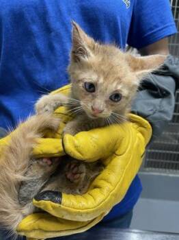 Tails -  Domestic Short Hair Cat for Adoption in Daytona Beach, Florida - Tails | PetCurious