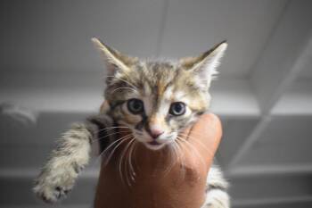 Mama Cat K2 -  Domestic Short Hair Cat for Adoption in Pahrump, Nevada - Mama Cat K2 | PetCurious