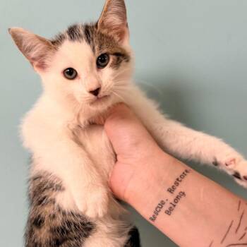Domestic Short Hair Cats Available for Adoption in Columbus, Georgia - Peanut | PetCurious
