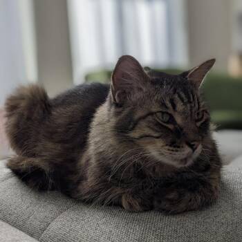 Hammie -  Maine Coon Cat for Adoption in Pacifica, California - Hammie | PetCurious