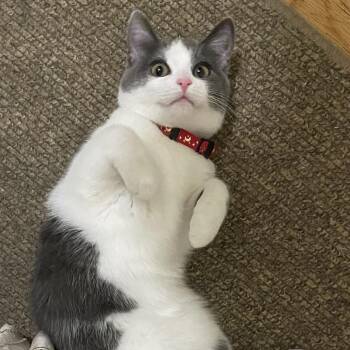 Mimi Owner Giving Up -  Domestic Short Hair Cat for Adoption in Clifton, New Jersey - Mimi Owner Giving Up | PetCurious