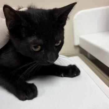 Rainforest -  Domestic Short Hair Cat for Adoption in Reno, Nevada - Rainforest | PetCurious