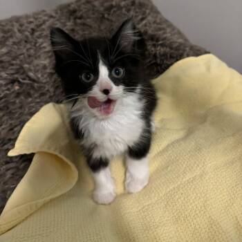 Jonagold -  Domestic Medium Hair Cat for Adoption in Candler, North Carolina - Jonagold | PetCurious
