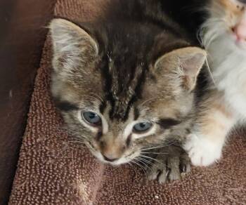 Hank Kitten 4(Azaria) -  Domestic Short Hair Cat for Adoption in Mocksville, North Carolina - Hank Kitten 4(Azaria) | PetCurious