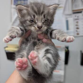 Fluffy -  Domestic Short Hair Cat for Adoption in Buchanan Dam, Texas - Fluffy | PetCurious