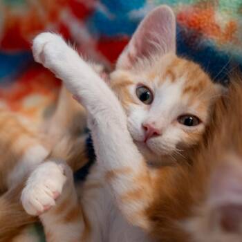 Sunkist -  Domestic Short Hair Cat for Adoption in Durango, Colorado - Sunkist | PetCurious