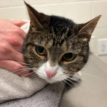 Eri -  Domestic Short Hair Cat for Adoption in Murray, Utah - Eri | PetCurious