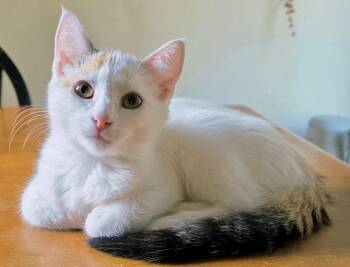 Aruba -  Domestic Short Hair Cat for Adoption in Columbus, Minnesota - Aruba | PetCurious