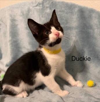 Domestic Short Hair Cats Available for Adoption in Richardson, Texas - Duckie | PetCurious