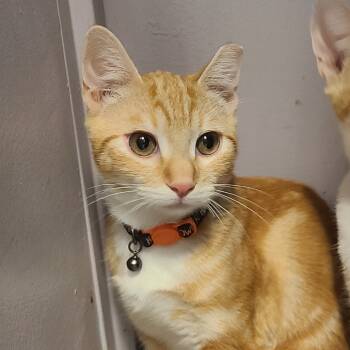 Rescue Domestic Short Hair Cats for Adoption in Las Vegas, Nevada - Sammy | PetCurious