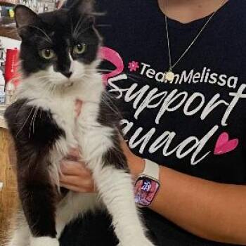 Ursela -  Domestic Medium Hair Cat for Adoption in Granby, Missouri - Ursela | PetCurious