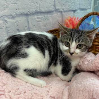 Georgie -  Domestic Short Hair Cat for Adoption in Harrisonburg, Virginia - Georgie | PetCurious