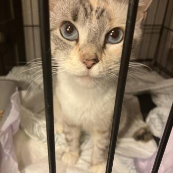 Rescue Domestic Short Hair and Siamese Cats for Adoption in Detroit, Michigan - Sky | PetCurious