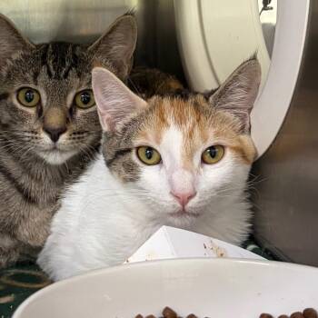 Cupcake -  Domestic Short Hair Cat for Adoption in Cumming, Georgia - Cupcake | PetCurious