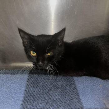 Koa -  Domestic Short Hair Cat for Adoption in Spruce Pine, North Carolina - Koa | PetCurious