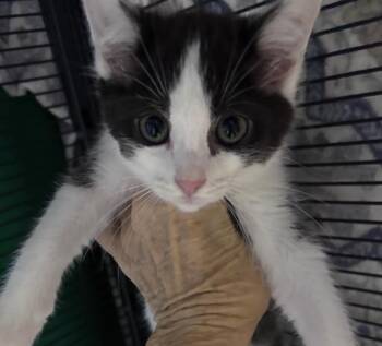 Luke Skywalker -  Domestic Medium Hair Cat Available for Adoption in Cumming, Georgia - Luke Skywalker | PetCurious