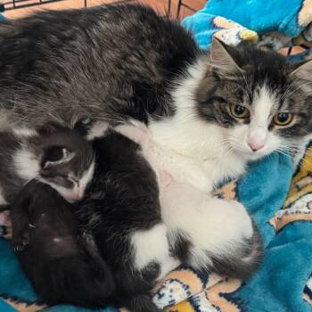 Gabanna- Mom -  Domestic Long Hair Cat for Adoption in Belfair, Washington - Gabanna- Mom | PetCurious