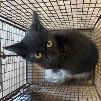 Lehi -  Domestic Medium Hair Cat for Adoption in Birmingham, Alabama - Lehi | PetCurious