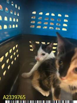 ZIPPY -  Domestic Short Hair Cat for Adoption in West Palm Beach, Florida - ZIPPY | PetCurious