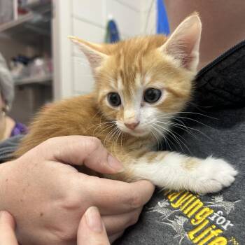 Domestic Short Hair Cats Available for Adoption in Huntsville, Alabama - Steadman | PetCurious