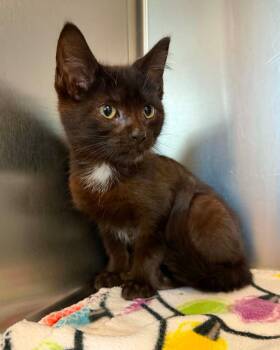 Cinder -  Domestic Short Hair Cat for Adoption in Fremont, Michigan - Cinder | PetCurious