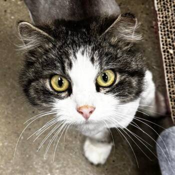 Cookie -  Domestic Long Hair Cat for Adoption in Maple Shade, New Jersey - Cookie | PetCurious