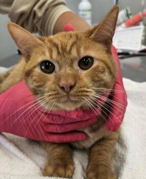 Socks -  Domestic Short Hair Cat for Adoption in Lafayette, Indiana - Socks | PetCurious