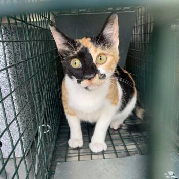 HILL-Stray-14602 -  Domestic Short Hair Cat for Adoption in Buchanan Dam, Texas - HILL-Stray-14602 | PetCurious