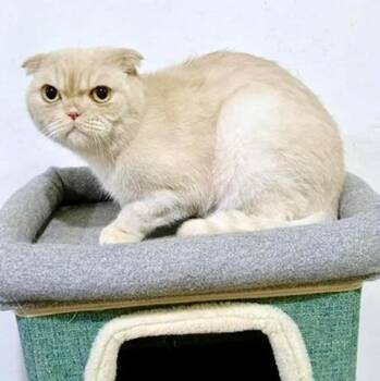 Rescue Scottish Fold Cats for Adoption in Madison, Wisconsin - SCOTCH | PetCurious