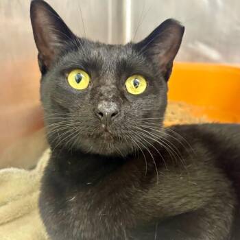 Boomerang -  Domestic Short Hair Cat for Adoption in Sunrise, Florida - Boomerang | PetCurious