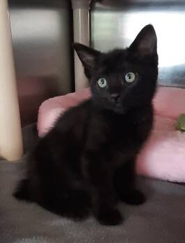 Blanche -  Manx and Domestic Short Hair Cat for Adoption in Georgetown, Ohio - Blanche | PetCurious