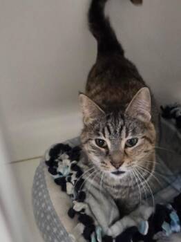 Domestic Short Hair Cats Available for Adoption - Pip Squeak | PetCurious