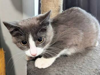 Lorraine -  Domestic Short Hair Cat for Adoption in Seven Valleys, Pennsylvania - Lorraine | PetCurious