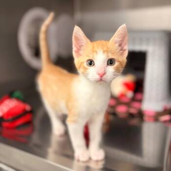 Snick -  Domestic Short Hair Cat for Adoption in Spokane, Washington - Snick | PetCurious
