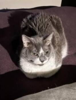 Bess -  Domestic Short Hair Cat for Adoption in Walled Lake, Michigan - Bess | PetCurious