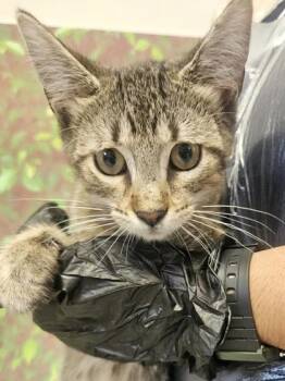 Domestic Short Hair Cats Available for Adoption - Monday | PetCurious