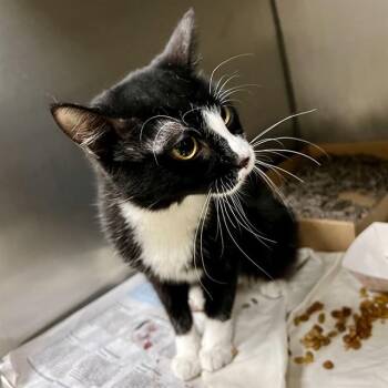 Domestic Short Hair Cats Available for Adoption in St. Louis, Missouri - HERMIA | PetCurious