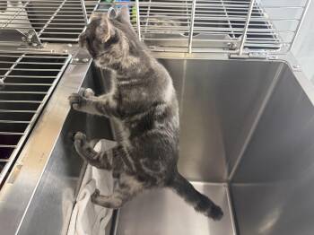 Rescue Domestic Short Hair Cats for Adoption in Saint Charles, Missouri - Jay-Z | PetCurious
