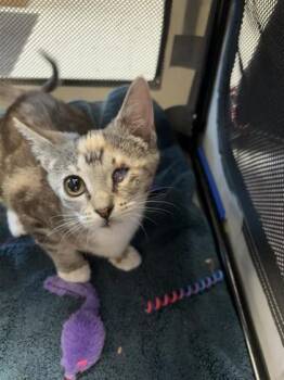 Domestic Short Hair Cats Available for Adoption in El Paso, Texas - Chevelle | PetCurious