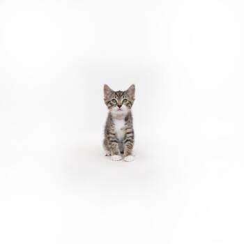 Sheldon -  Domestic Short Hair Cat for Adoption in Los Angeles, California - Sheldon | PetCurious
