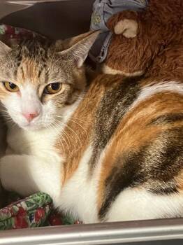 Domestic Short Hair Cats Available for Adoption - Tres | PetCurious