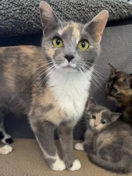 Begonia26 -  Domestic Short Hair Cat for Adoption in Youngsville, North Carolina - Begonia26 | PetCurious