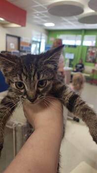 CHERRY POP -  Domestic Short Hair Cat for Adoption in Louisville, Kentucky - CHERRY POP | PetCurious
