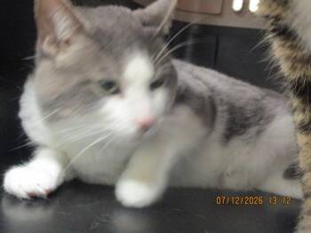 Frankie(655) -  Domestic Short Hair Cat for Adoption in Marietta, Georgia - Frankie(655) | PetCurious