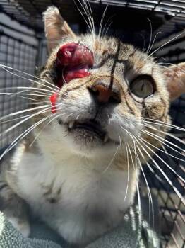 OLAF -  Domestic Short Hair Cat for Adoption in Sacramento, California - OLAF | PetCurious