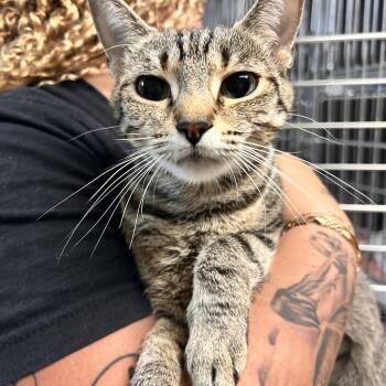 Stevie -  Domestic Short Hair Cat for Adoption in Myerstown, Pennsylvania - Stevie | PetCurious