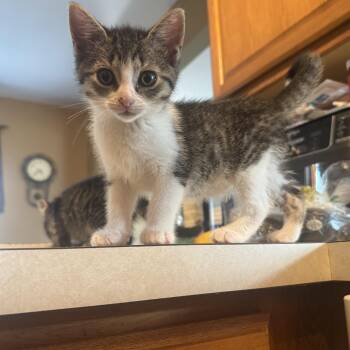 Tabby Cats Available for Adoption in Wyandotte, Michigan - Daphne | PetCurious
