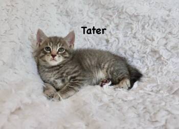 Tater -  Tabby Cat for Adoption in St. Augustine, Florida - Tater | PetCurious